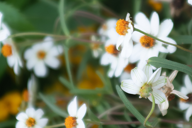 【通しレンズ/明るい】 TOKINA AT-X 28-70mm F2.8